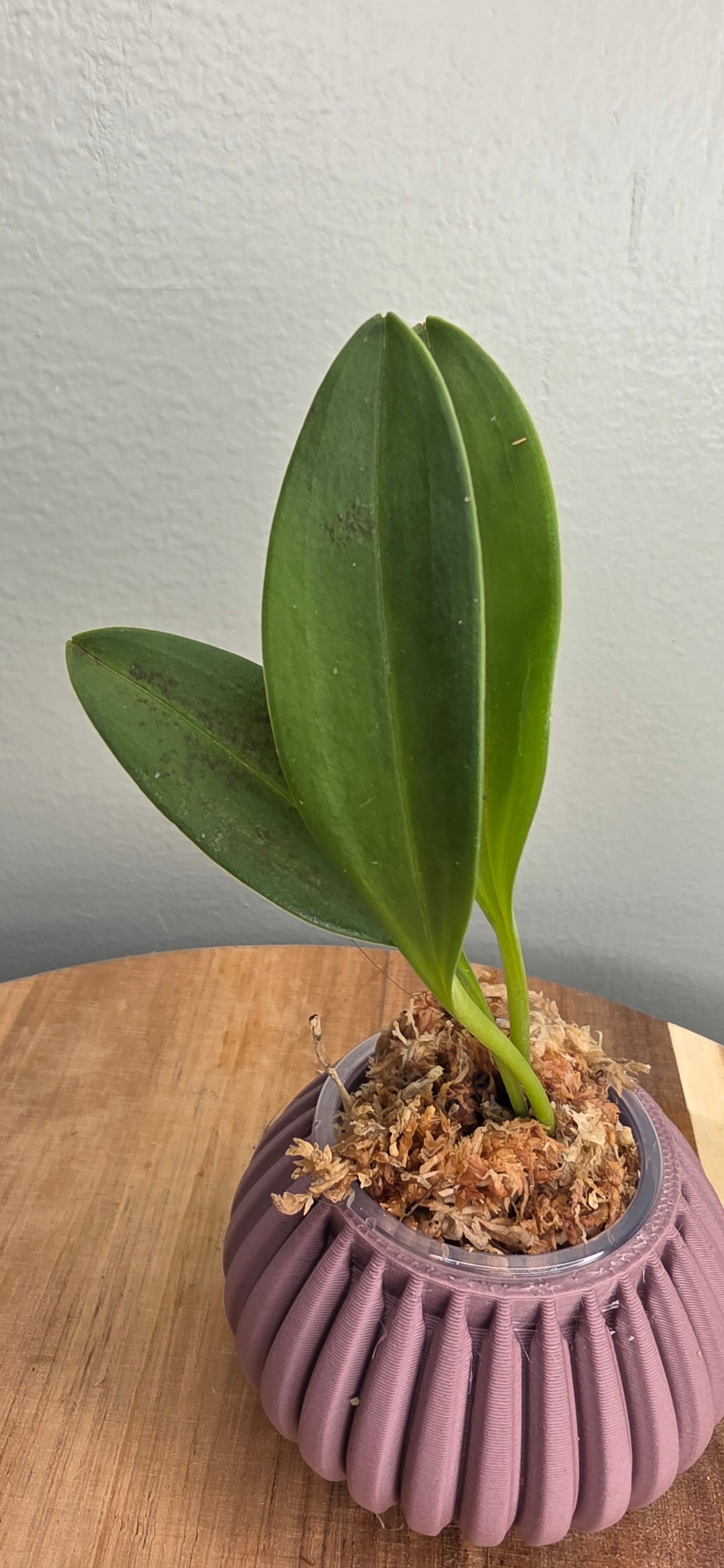 Masdevallia rosea
