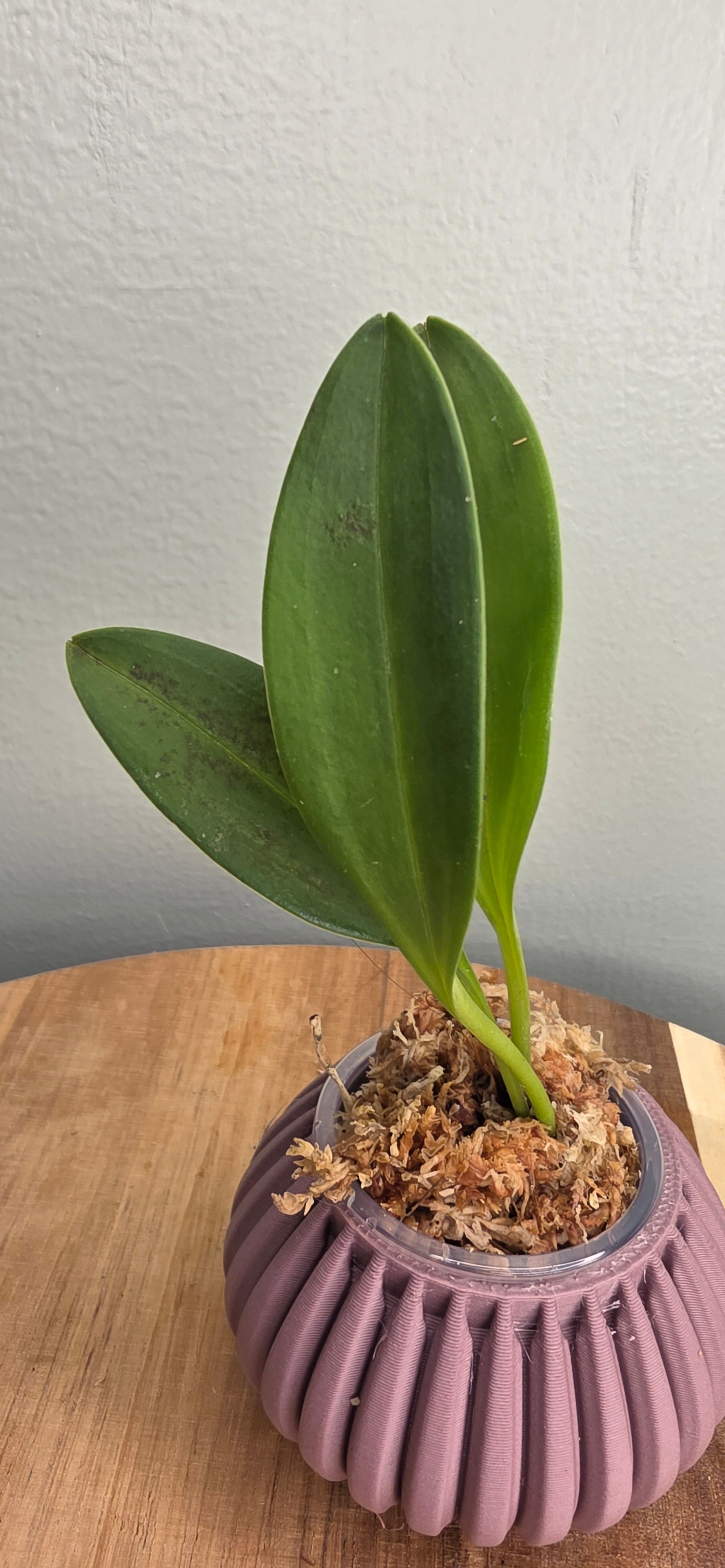 Masdevallia rosea