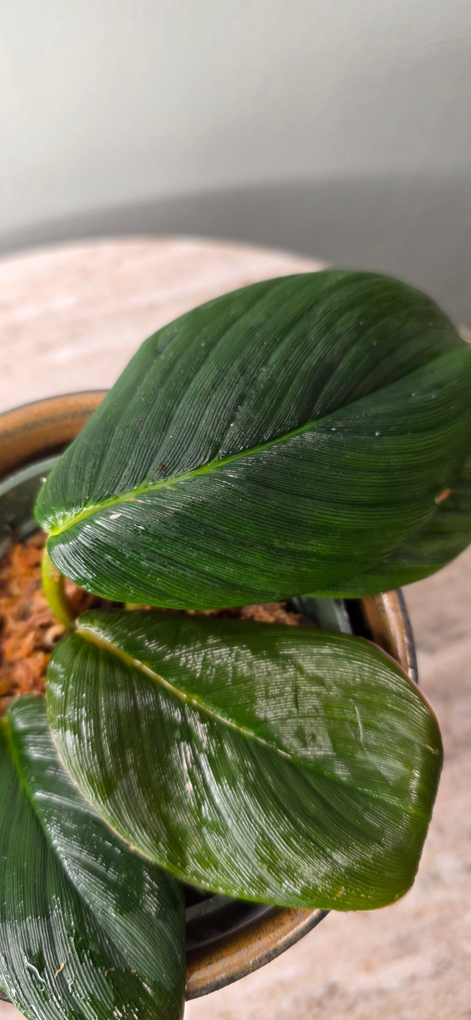 Homalomena pigskin black