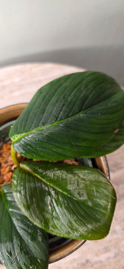 Homalomena pigskin black