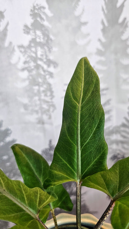 Alocasia Lauterbachiana Variegated (Minimal)