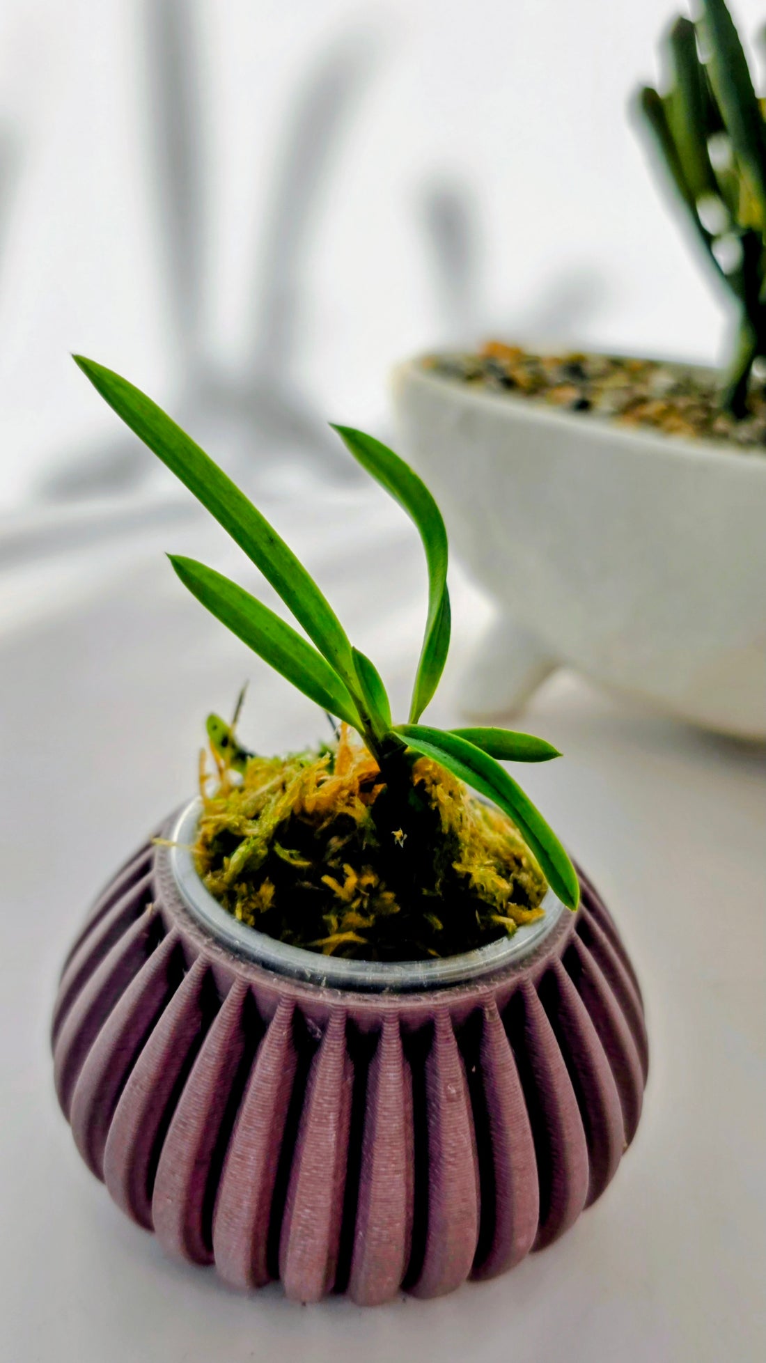 Vanda falcata