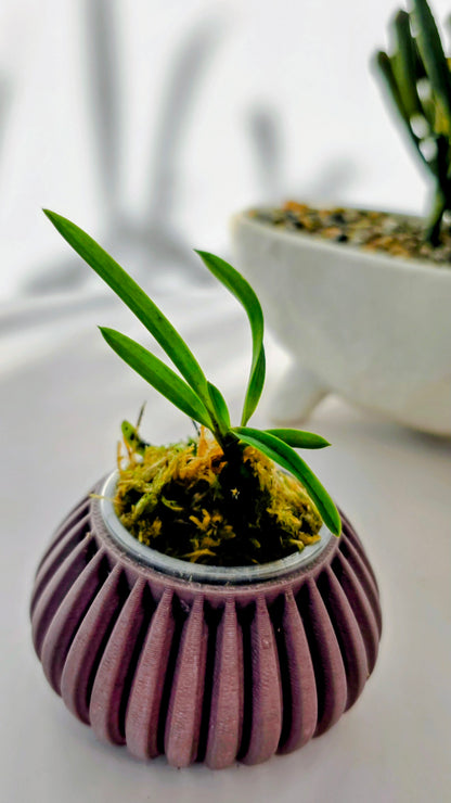 Vanda falcata