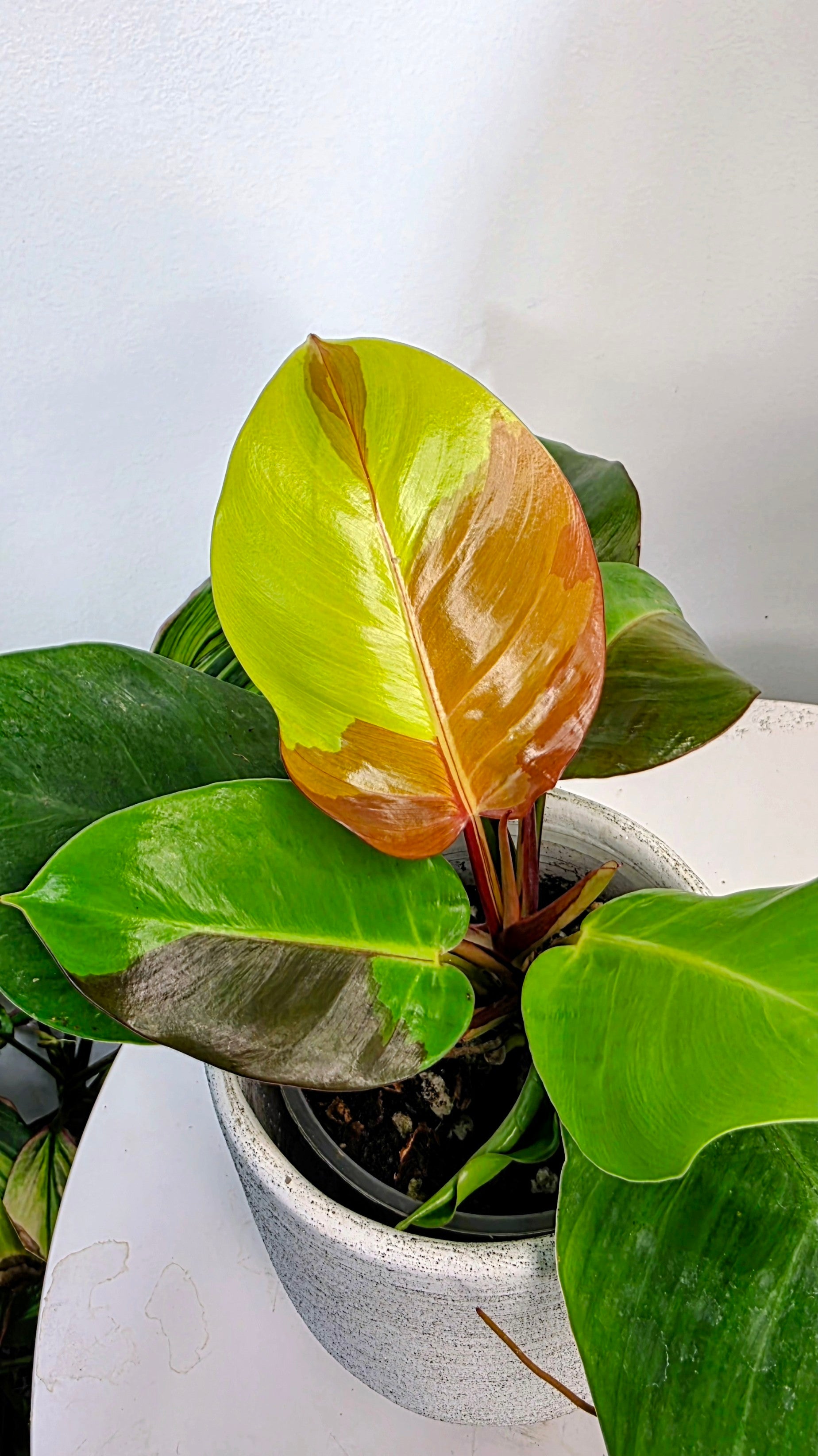 Philodendron Red Moon A