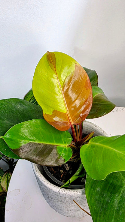 Philodendron Red Moon A