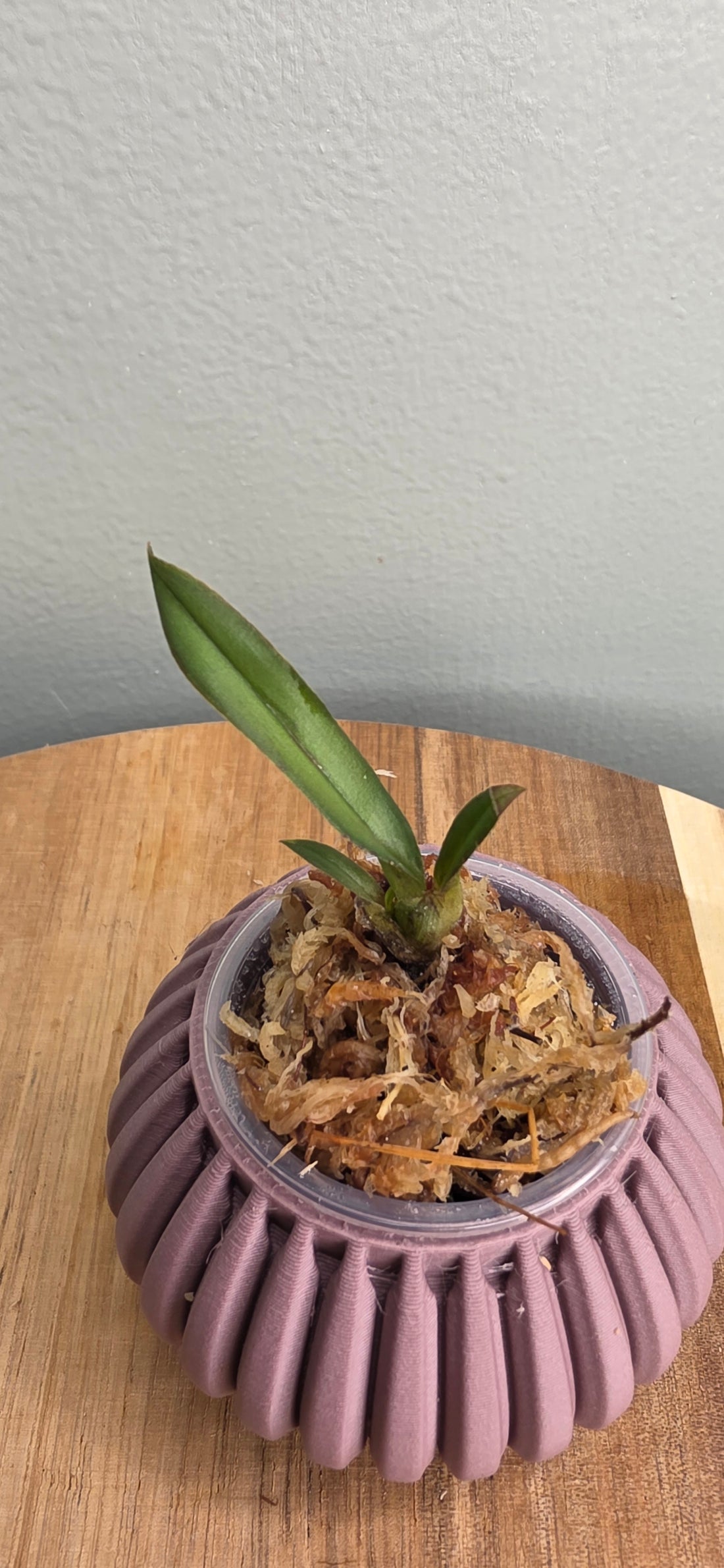 Psychopsis sanderae seedling