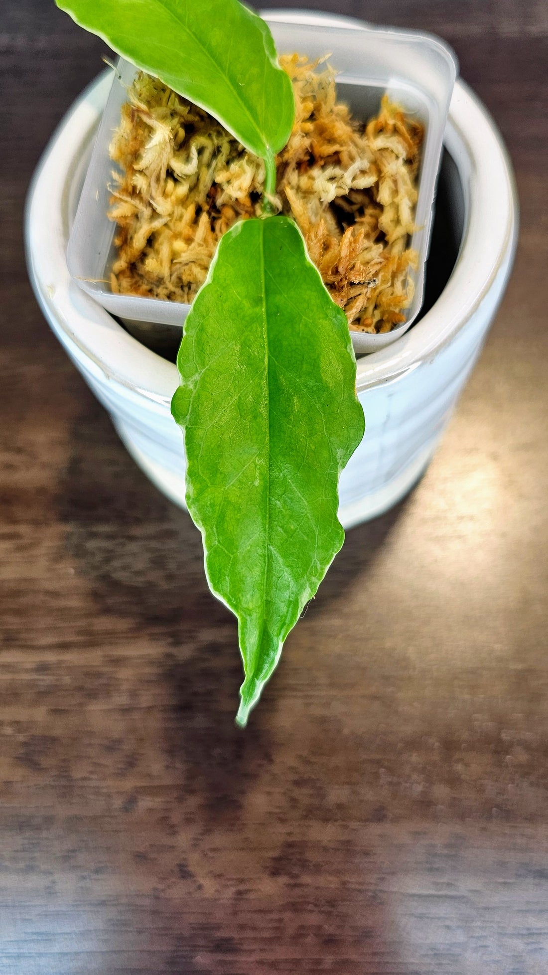 Hoya Kenejiana Albomarginata (WH46)