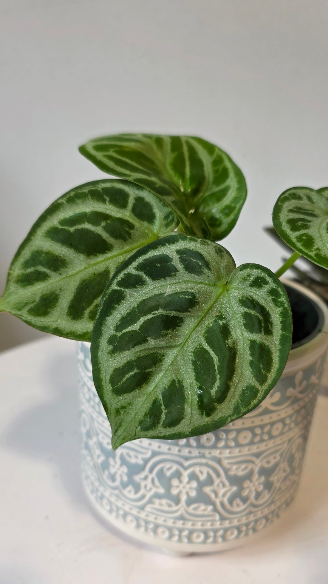 Anthurium Dorsil "a"