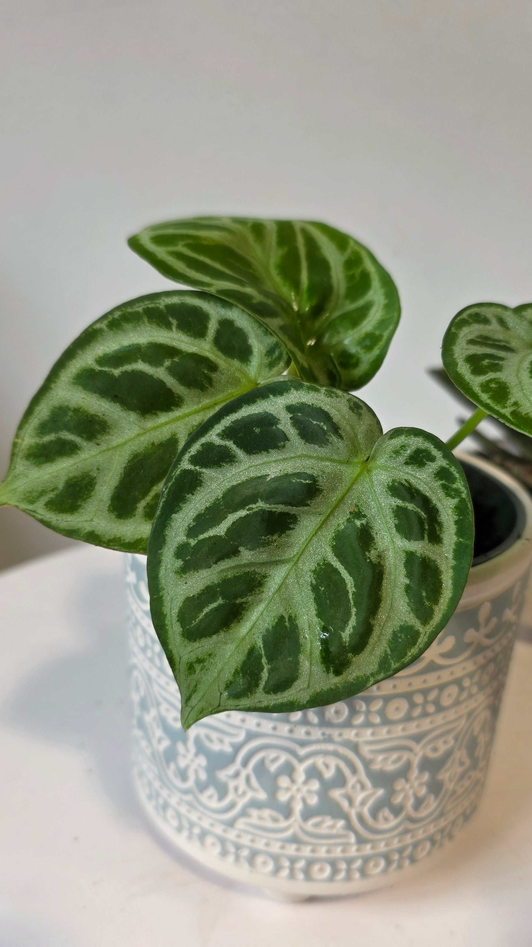 Anthurium Dorsil "a"