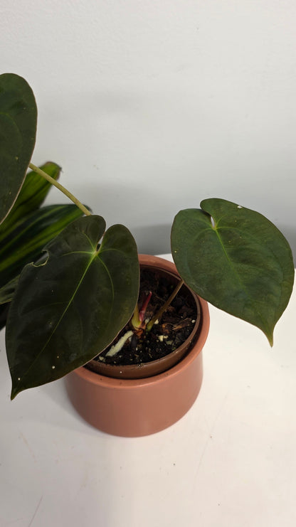 Anthurium Dark Papillilaminum A
