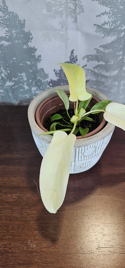 Philodendron Florida Ghost 4&quot;