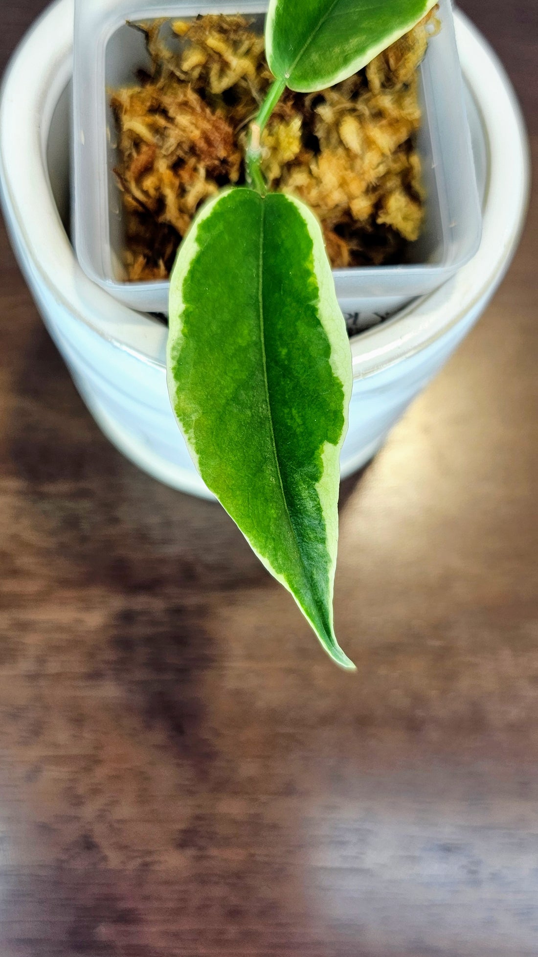 Hoya Kenejiana Albomarginata (WH37)