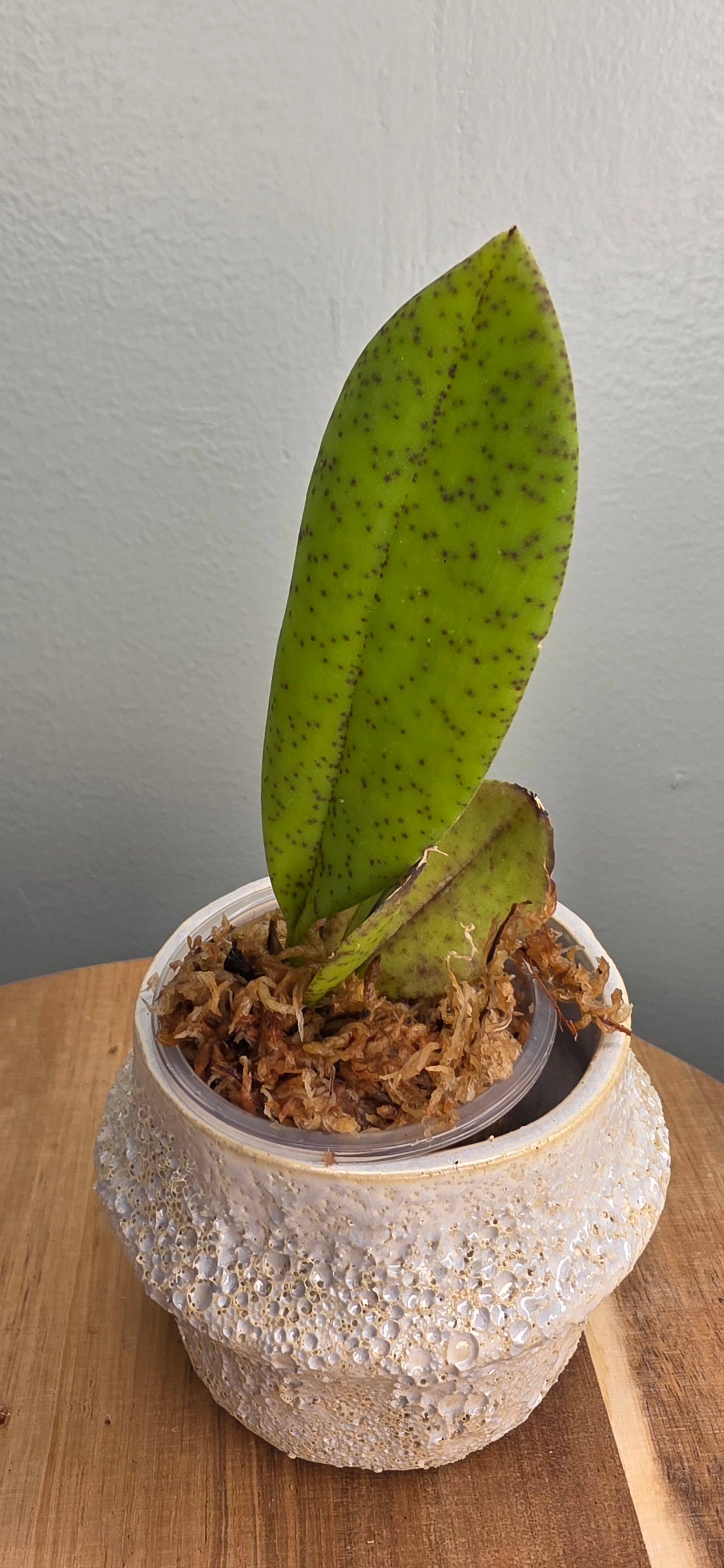 Trichocentrum nanum