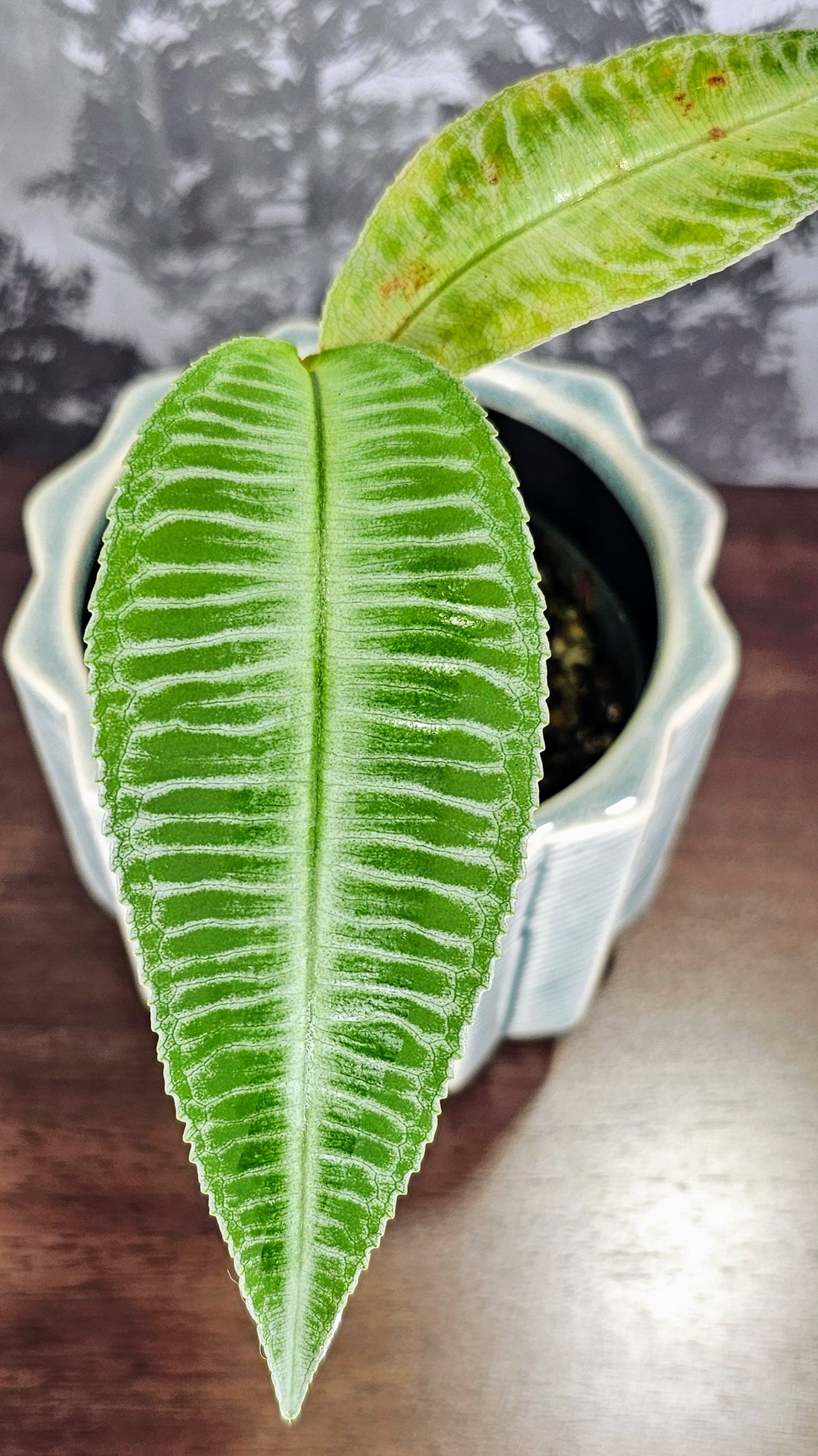 Labisia Sp. Zebra