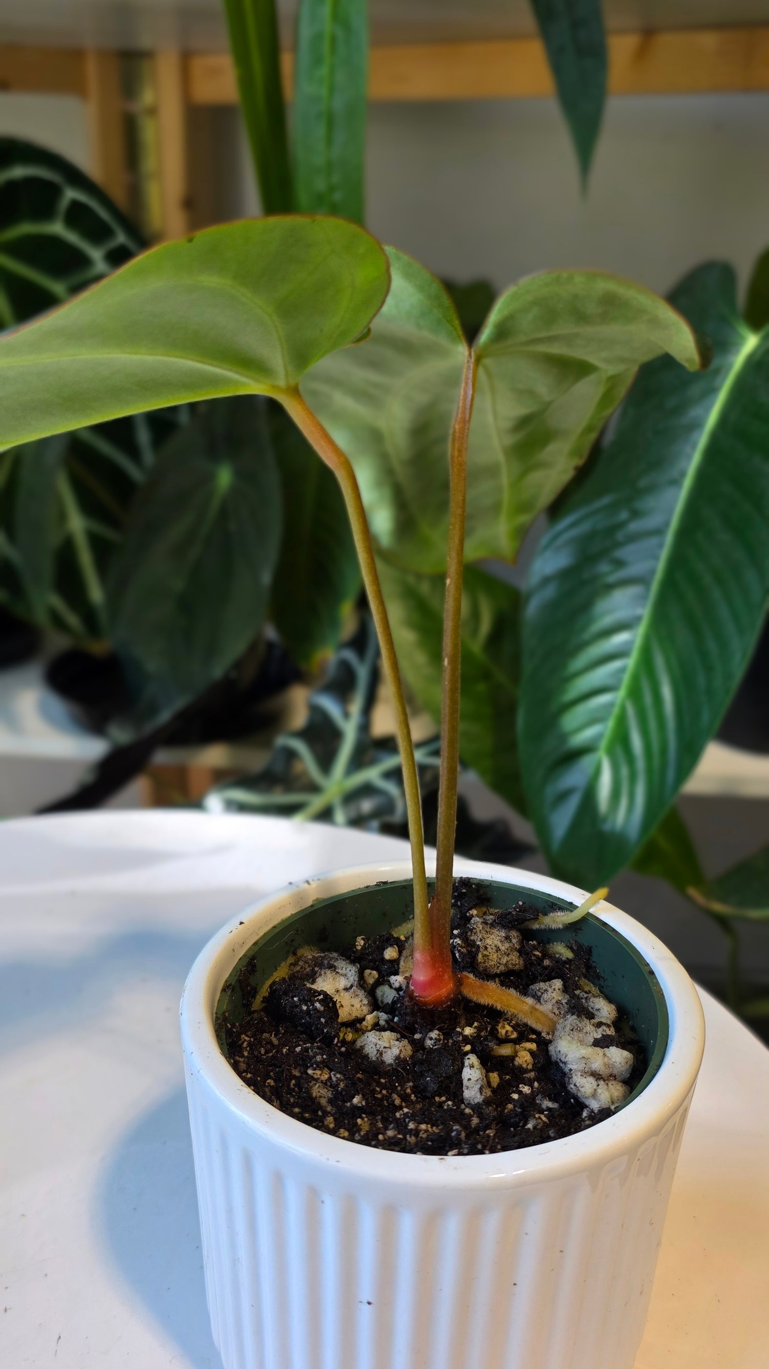 Anthurium Carlablackaie (A)