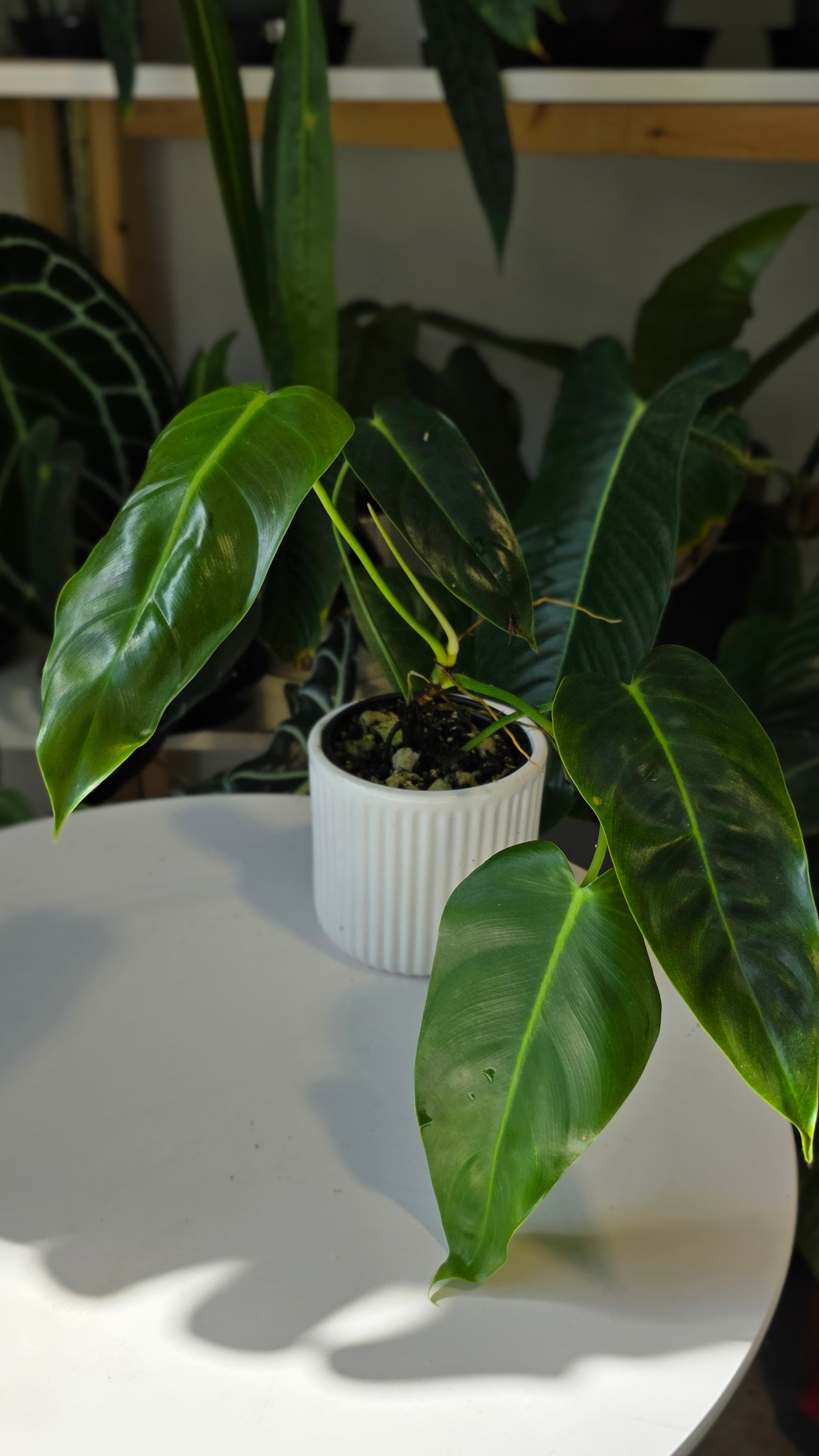 Philodendron Esmeralda Spirit (A)