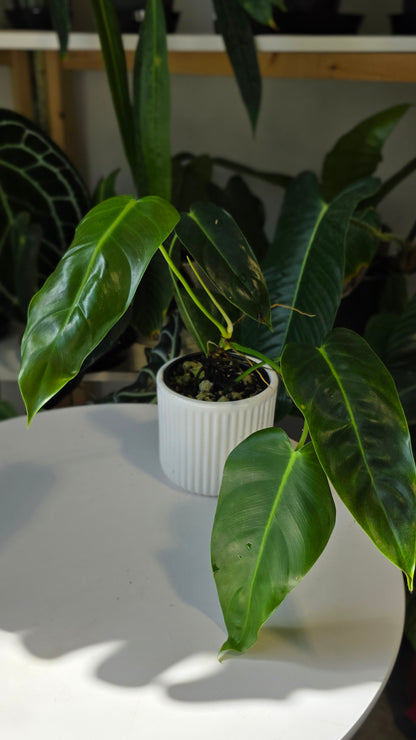 Philodendron Esmeralda Spirit (A)
