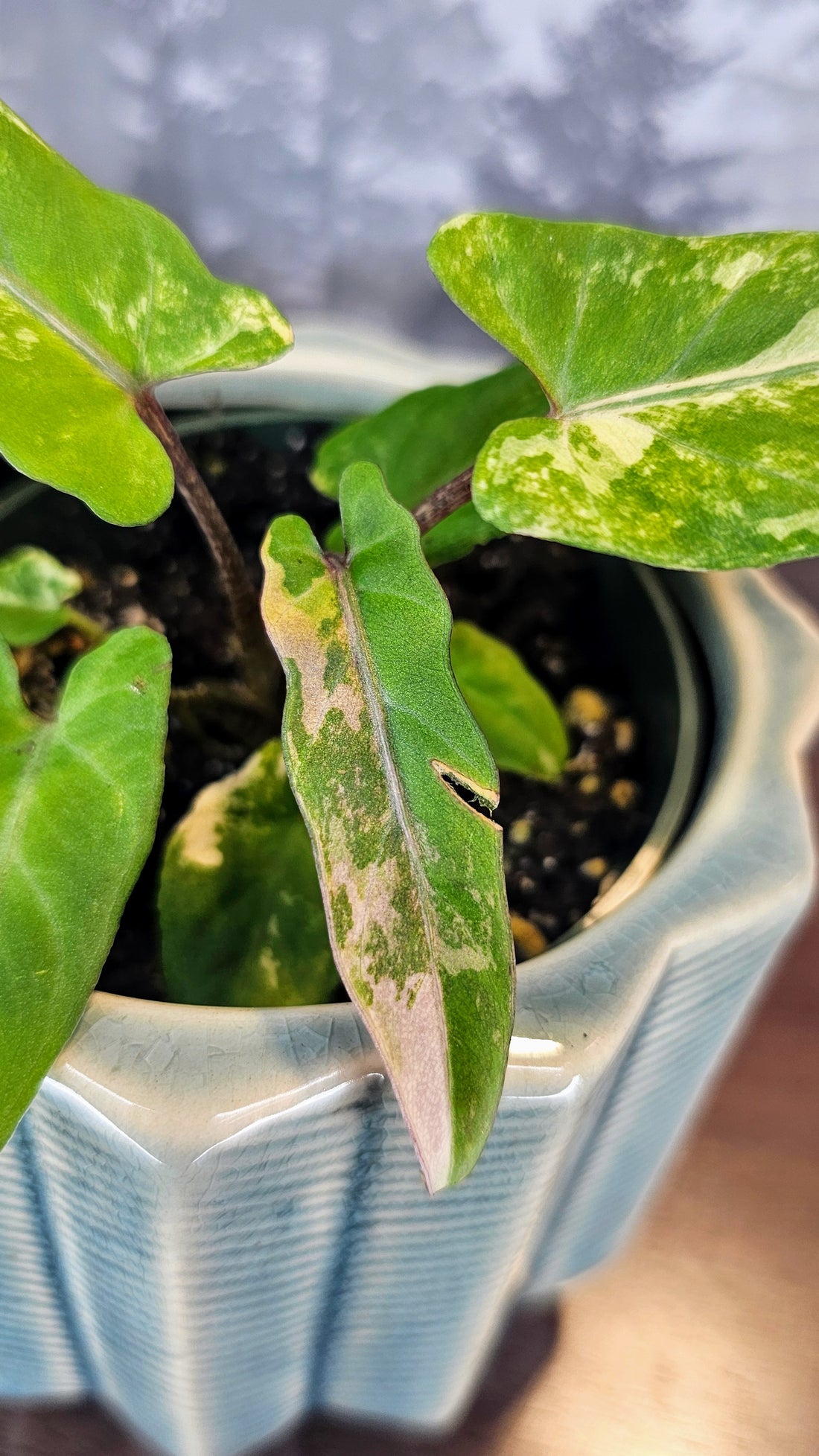 Alocasia Lauterbachiana Tricolour (A01)