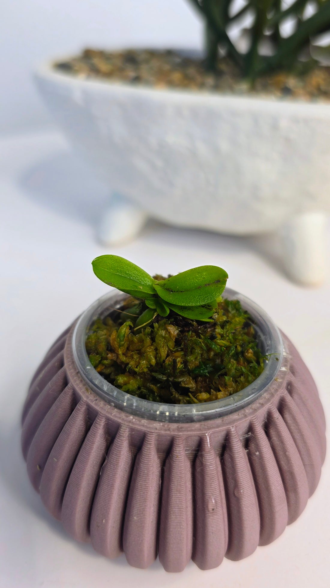 Schoenorchis seidenfadenii