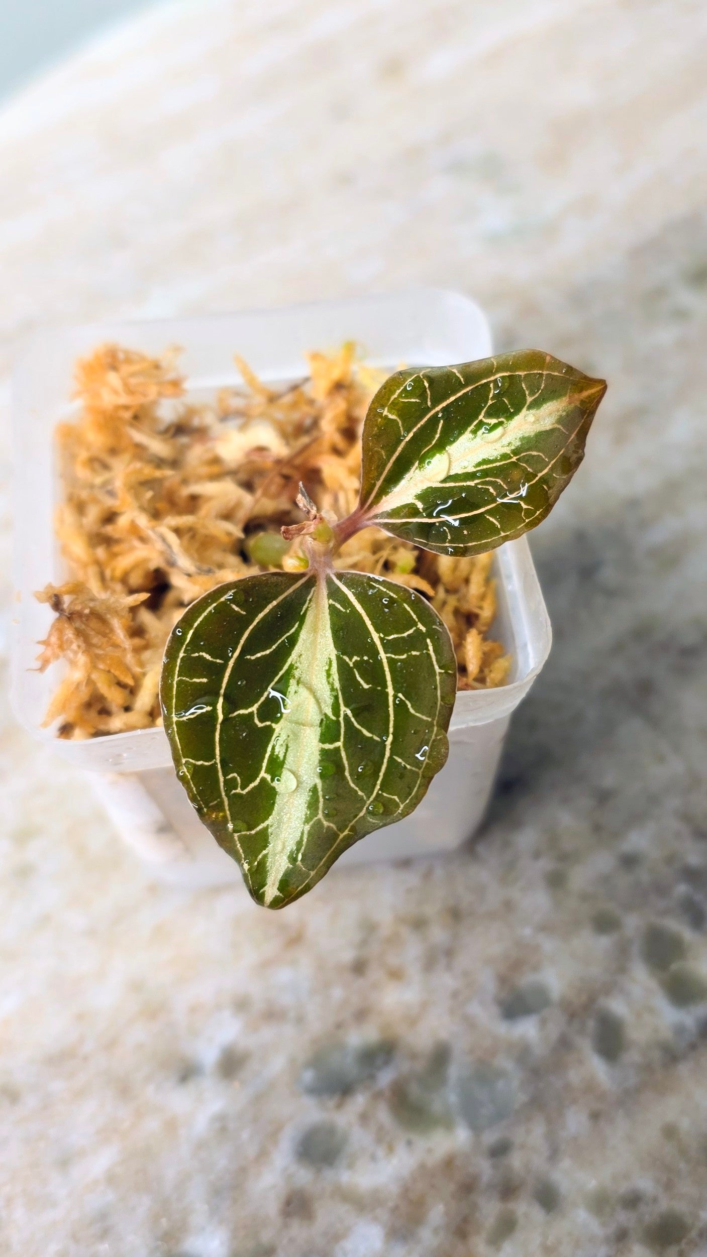 Anoectochilus Leyli Brown Hybrid