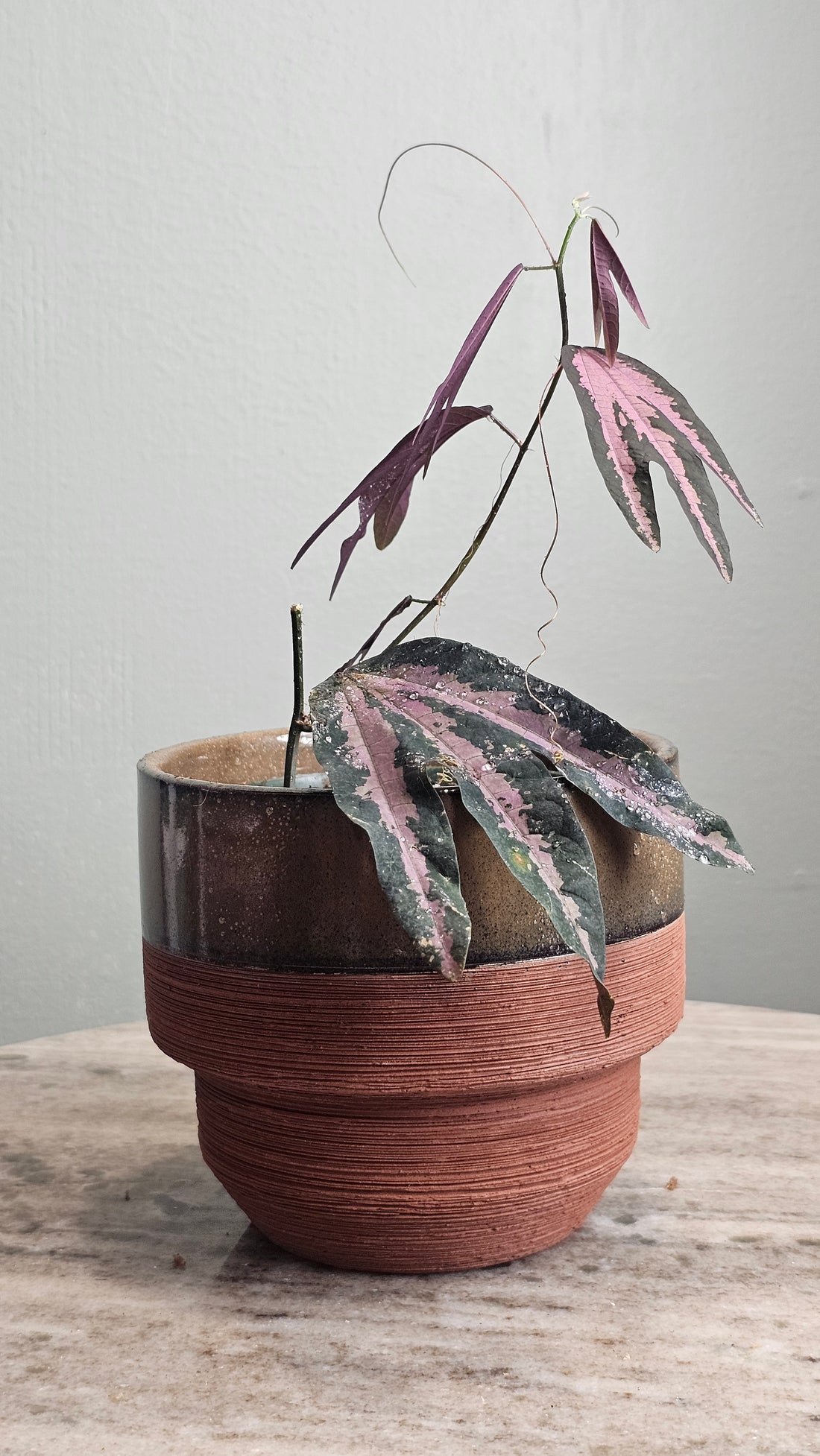 Passiflora trifasciata purple