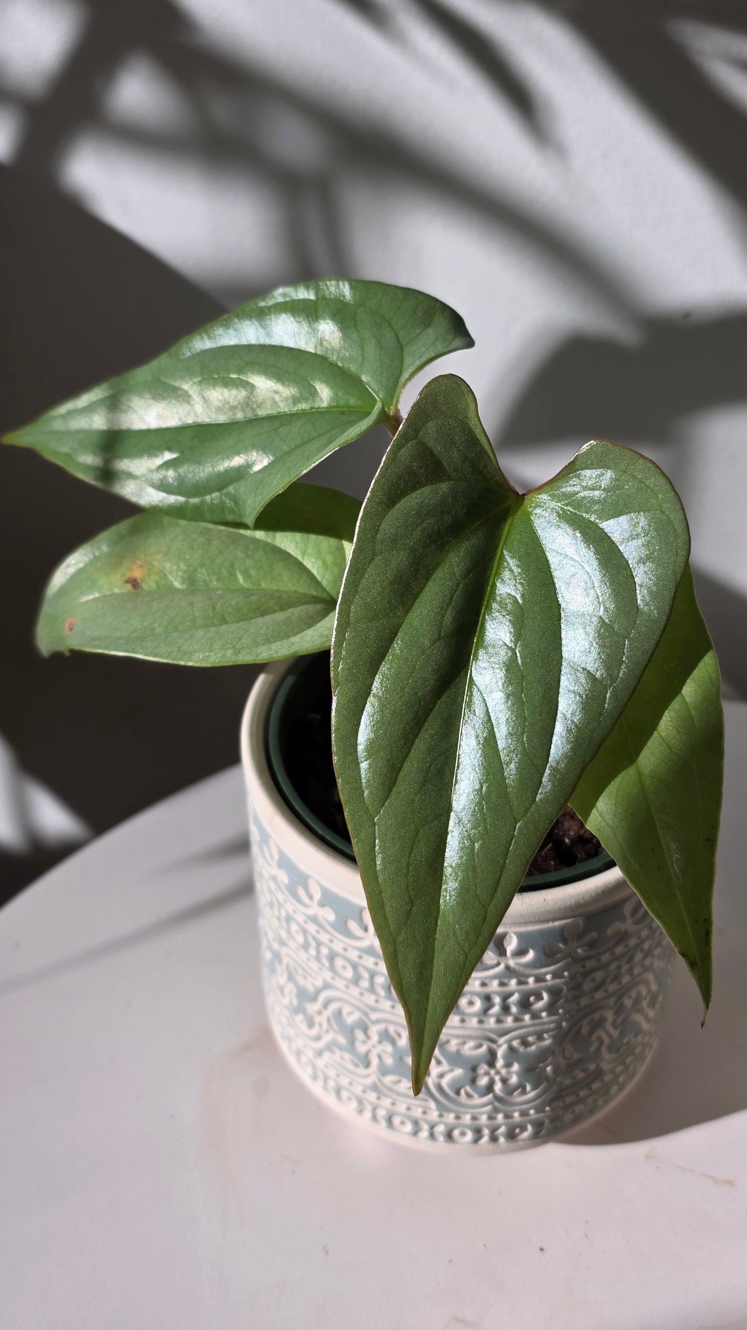 Anthurium sp Silver Peru A