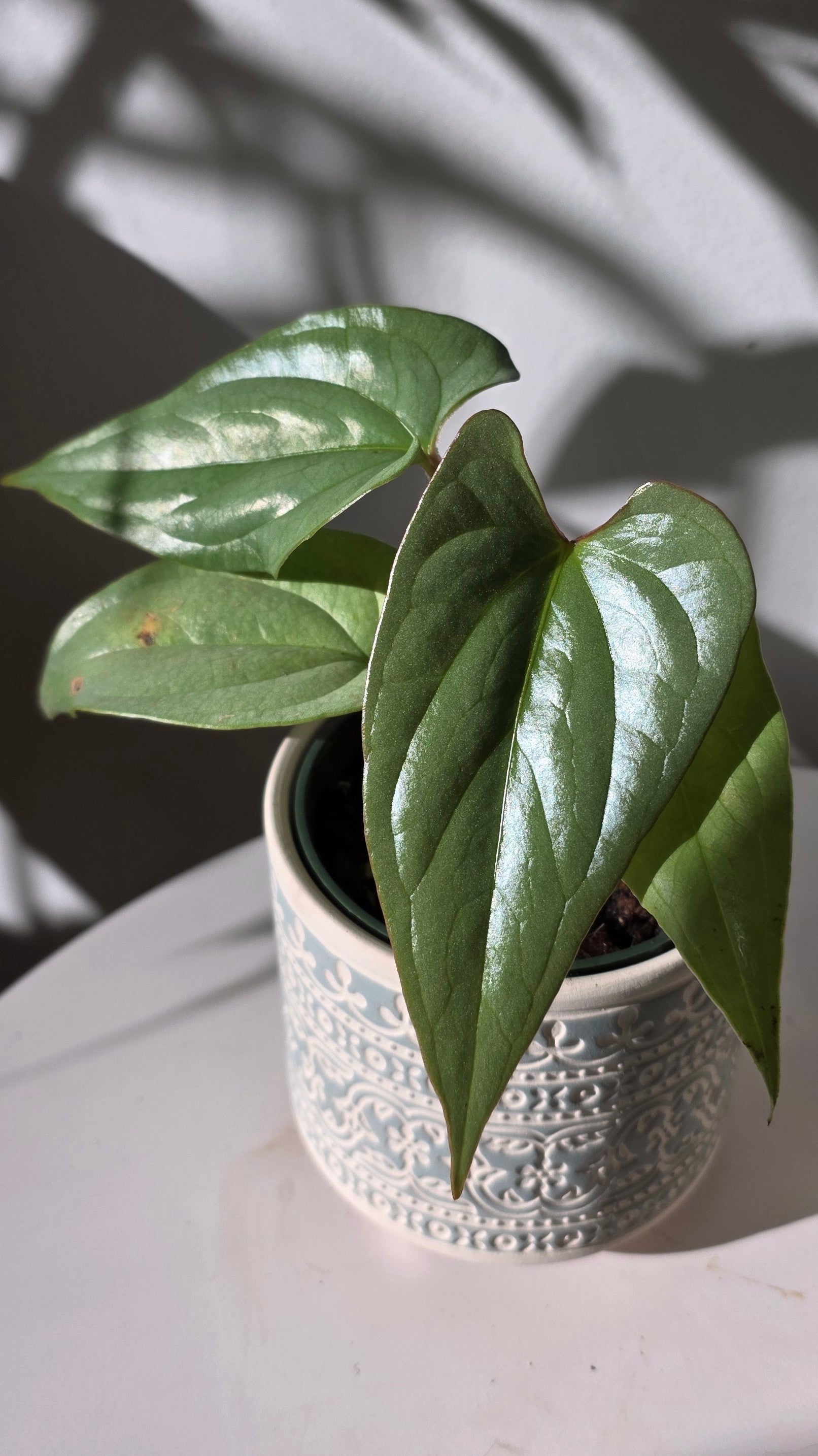 Anthurium sp Silver Peru A