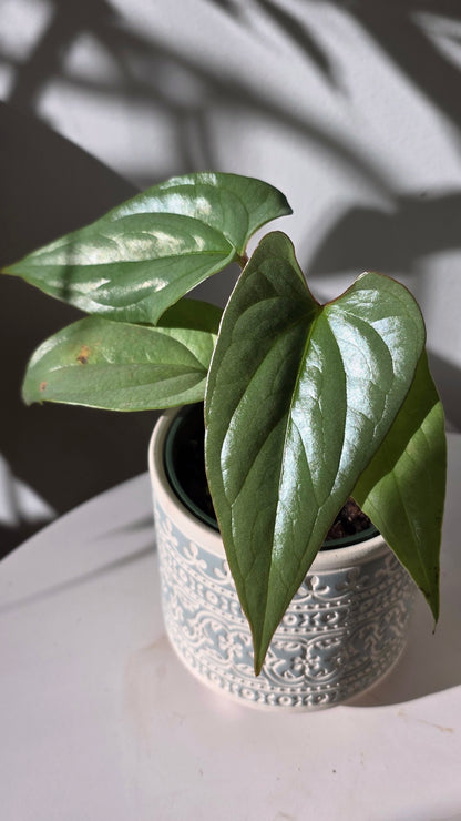 Anthurium sp Silver Peru A
