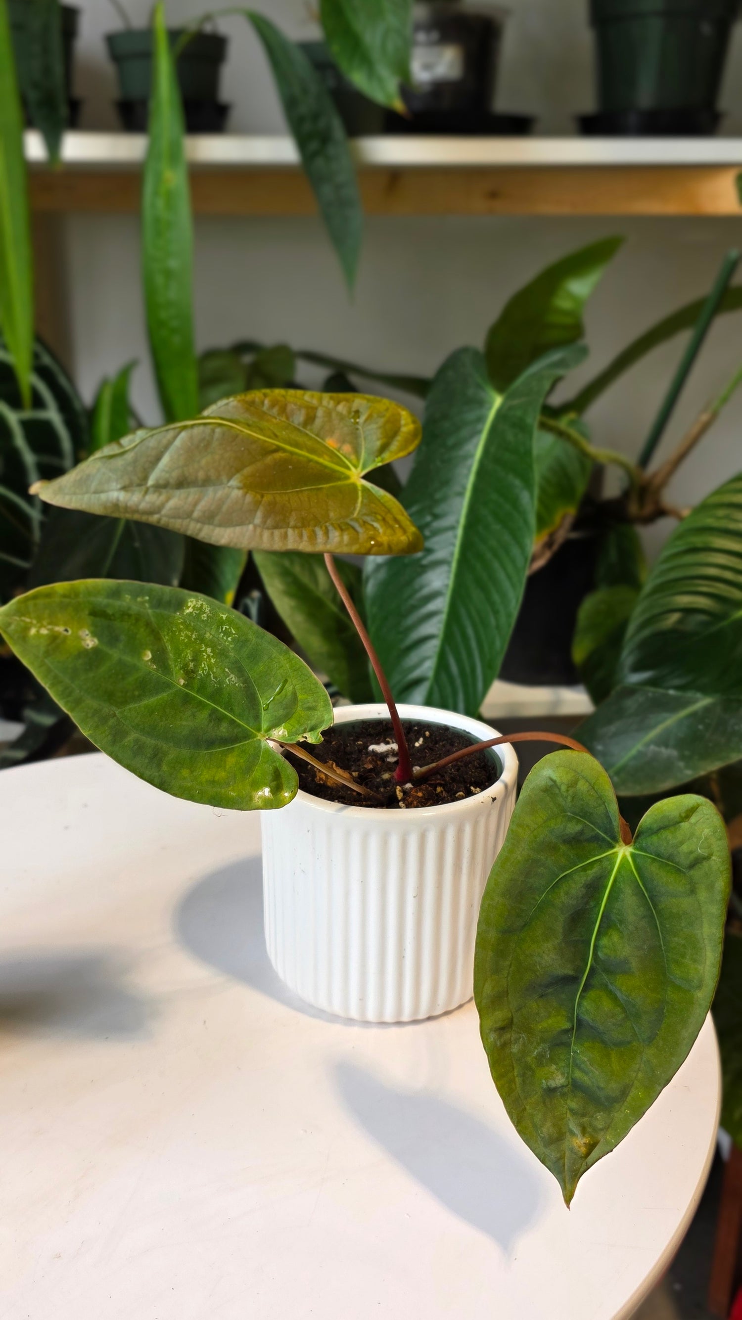 Anthurium Papillilaminum Pure Wild Ecotype (E)