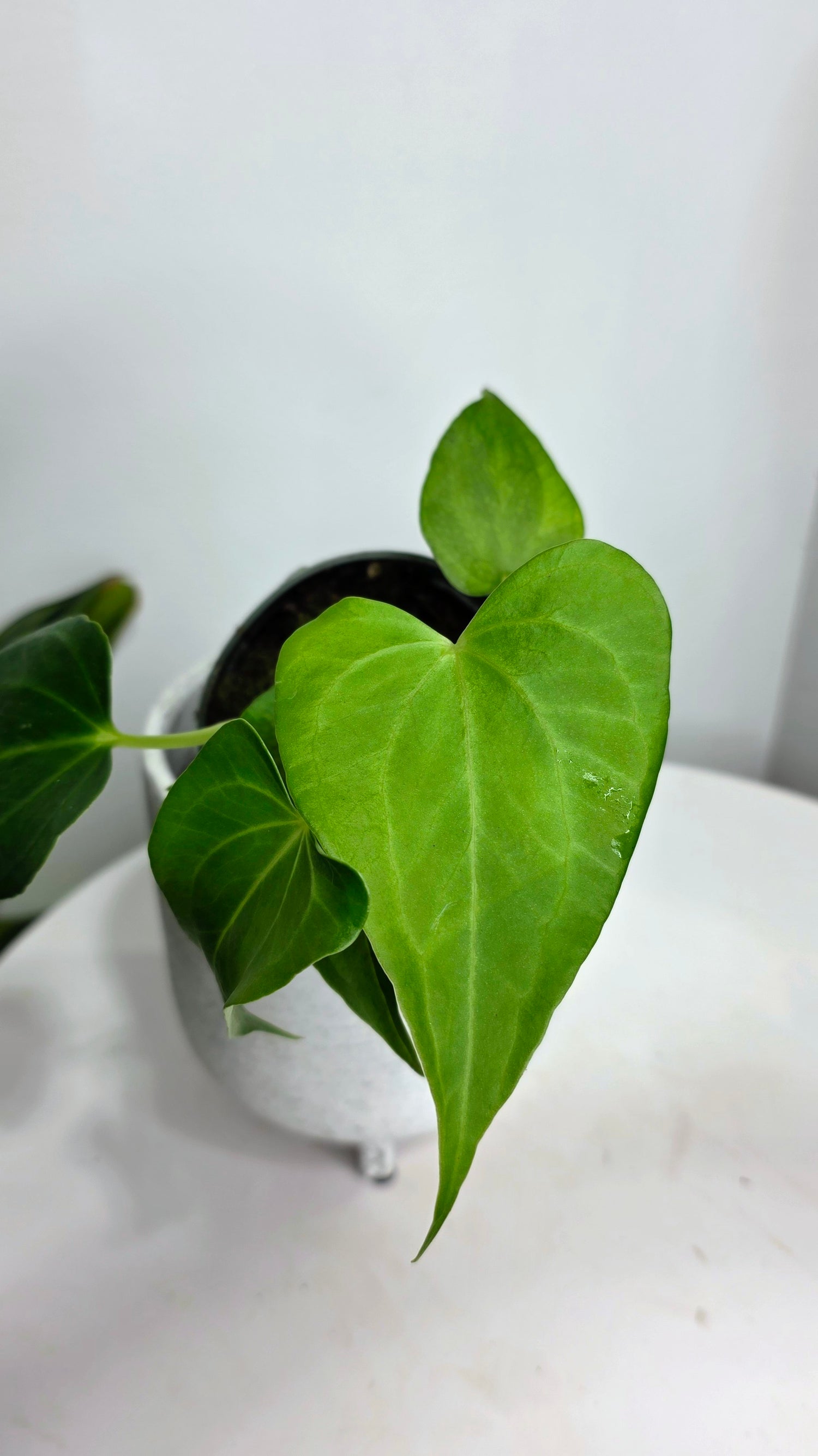 Anthurium Delta Force A