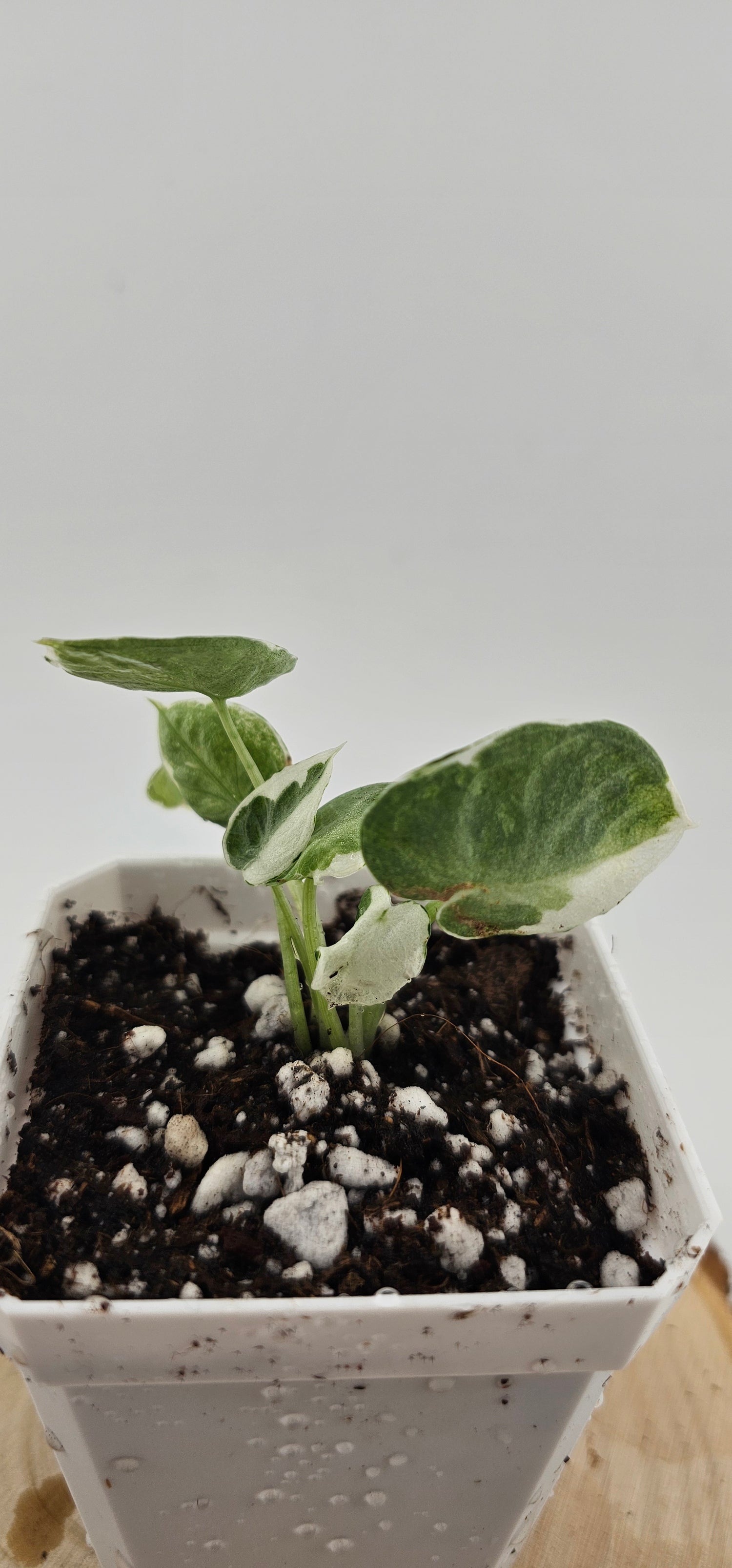 Alocasia Ninja Variegated (A)