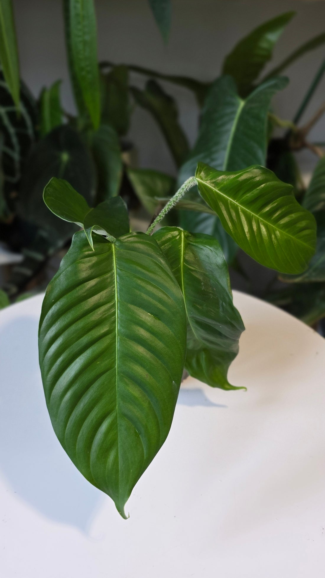 Philodendron genevieveanum (b)