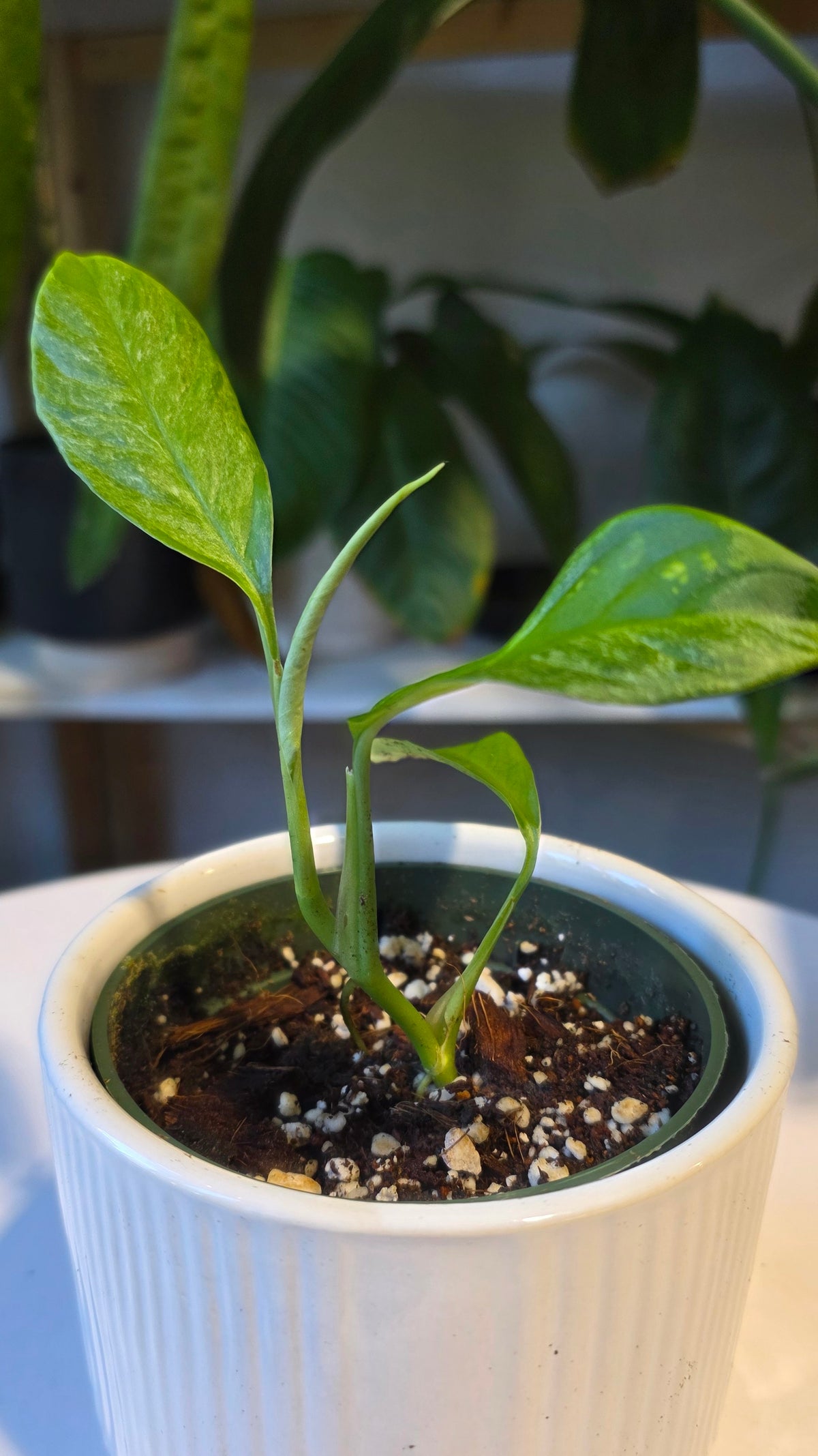 Rhaphidophora Foraminifera Mint Variegated 4"