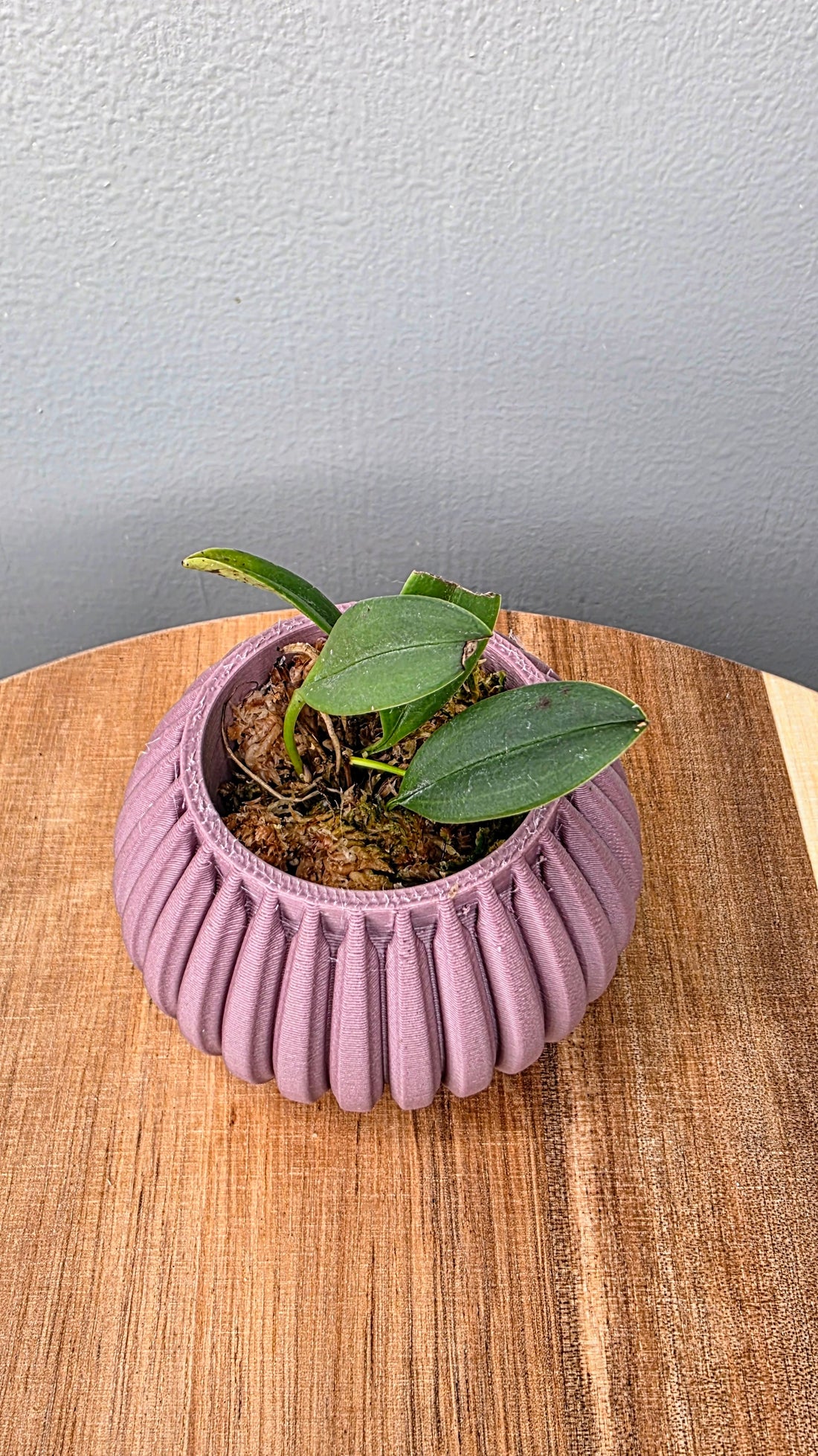 Masdevallia filaria
