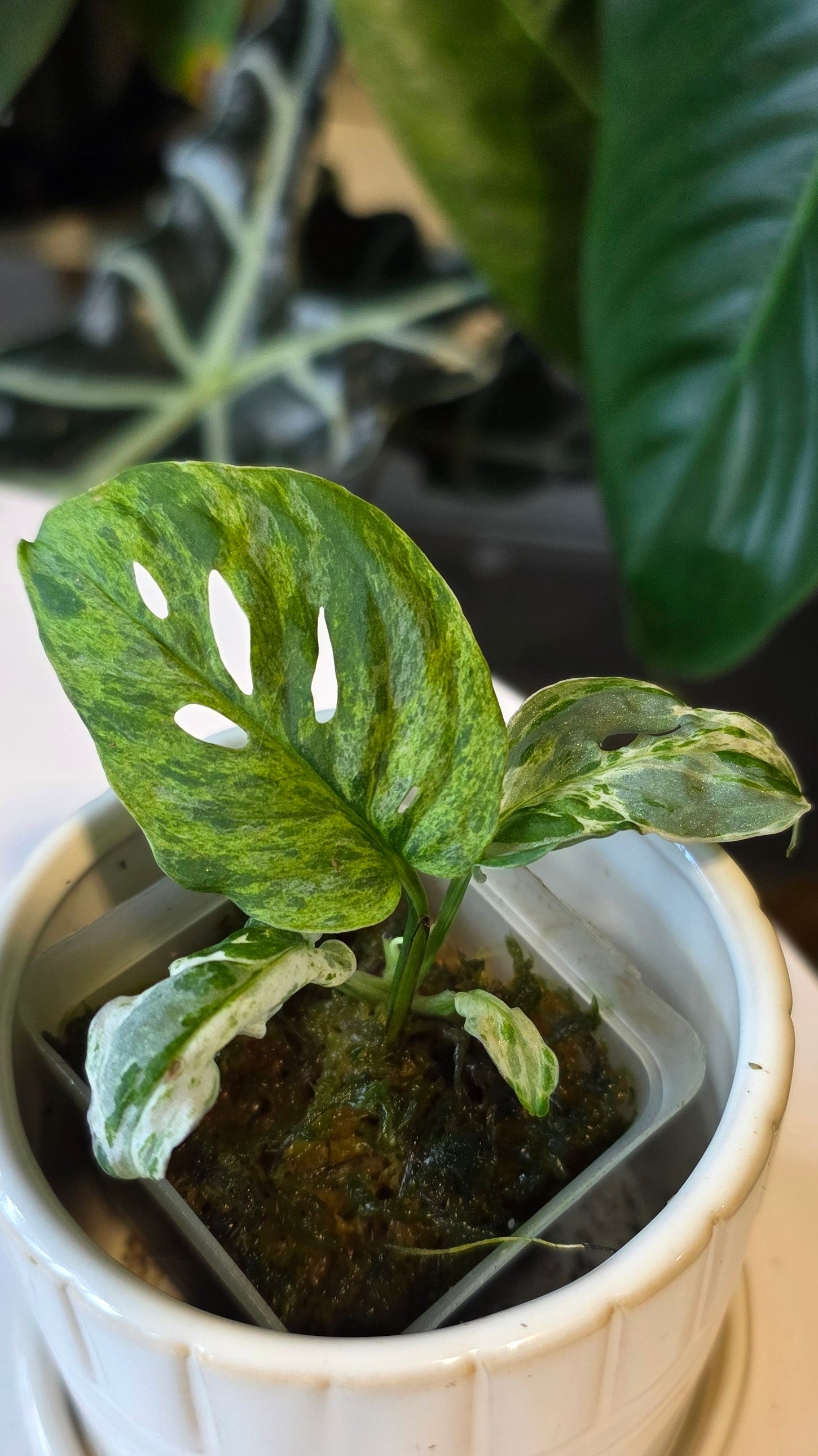 Monstera Adansonii Frozen Freckles (C)