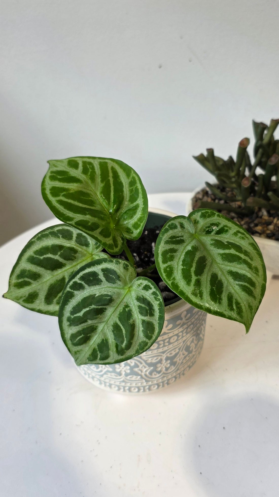 Anthurium Dorsil "a"