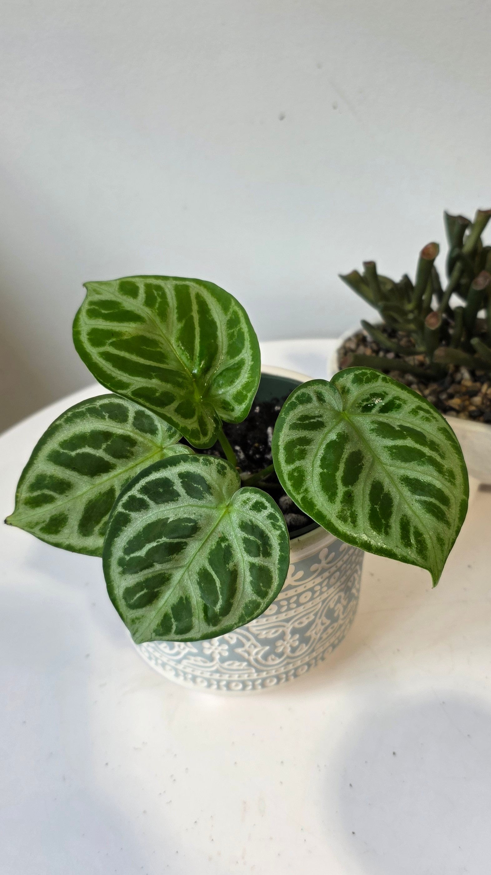 Anthurium Dorsil "a"