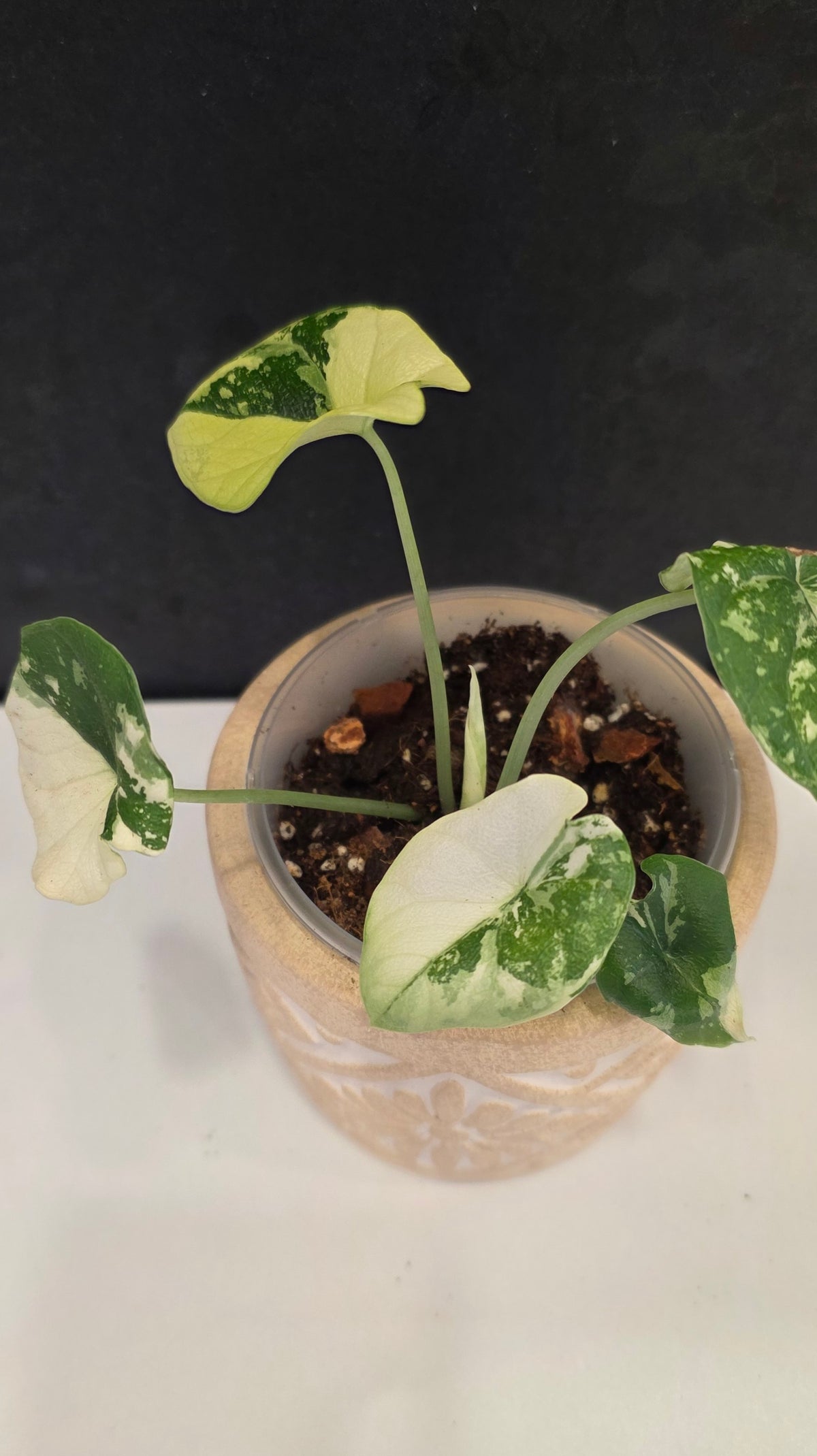 Alocasia Melo Albo D