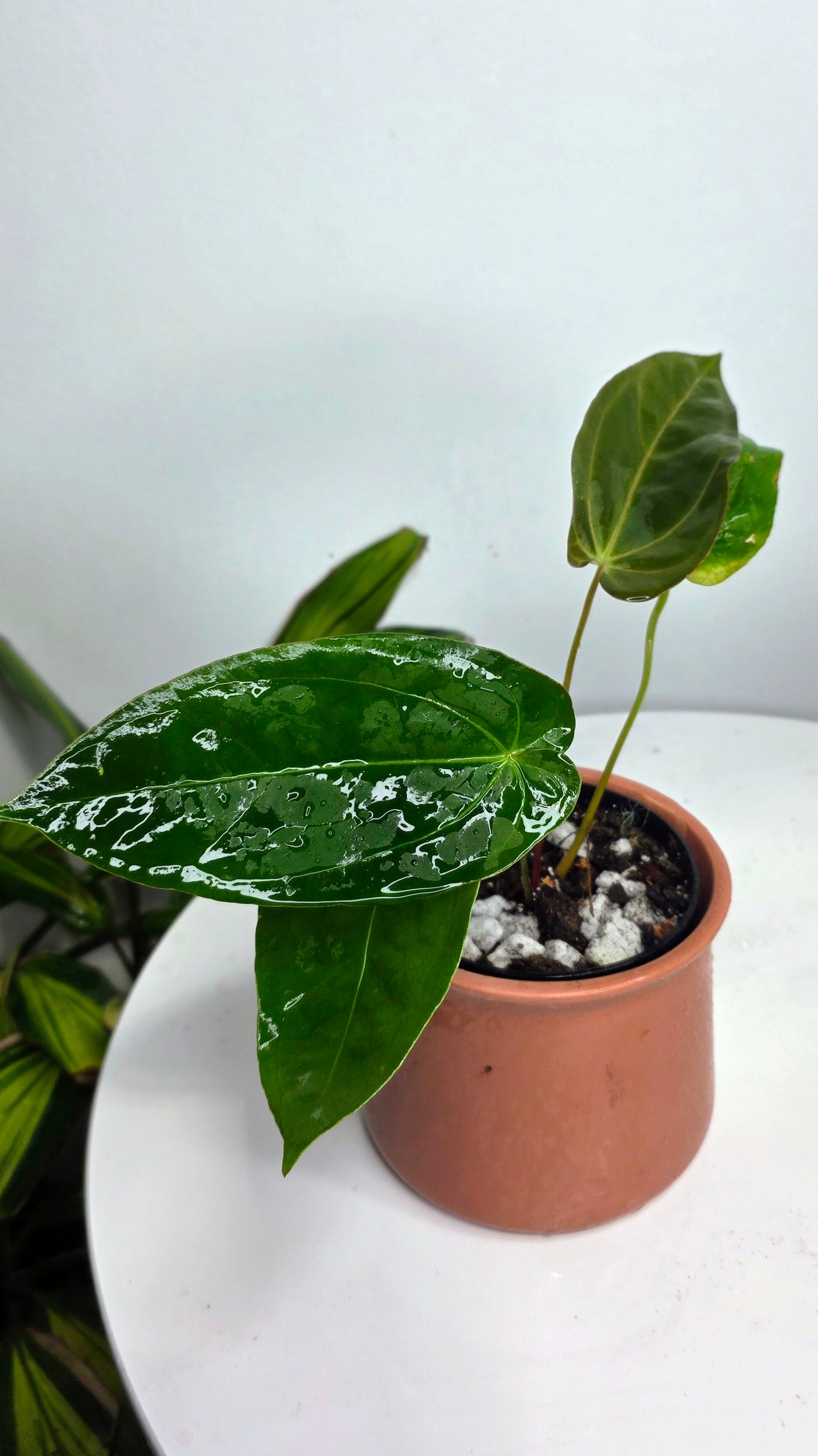 Anthurium Blue Papililaminum x Dark Phoenix A