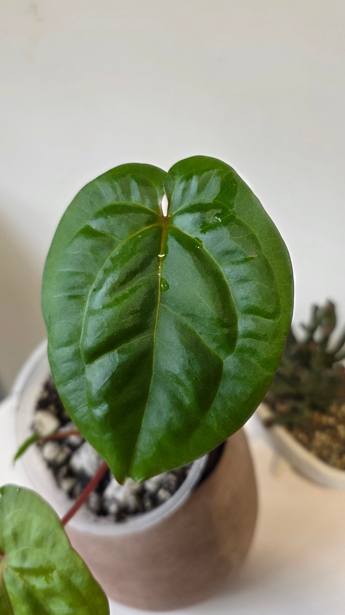 Anthurium Titanium (Besseae aff x Nigrolaminum) "a"