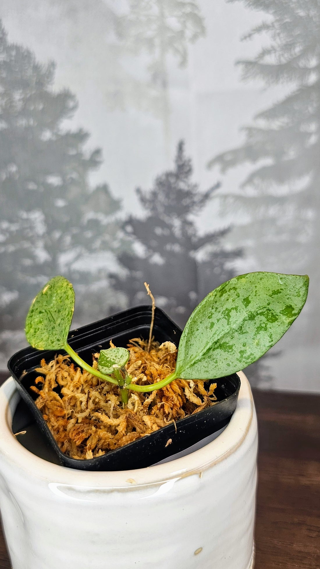 Hoya Lacunosa Sulcata silver (WH 47)