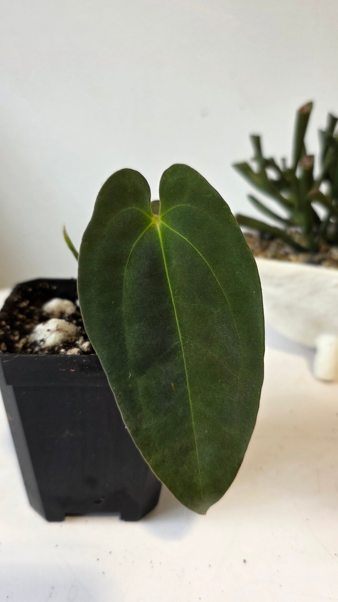 Anthurium Papillilaminum Pure Wild Ecotype "a"