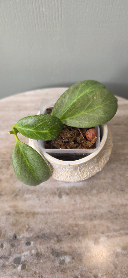 Hoya Obscura Silver C