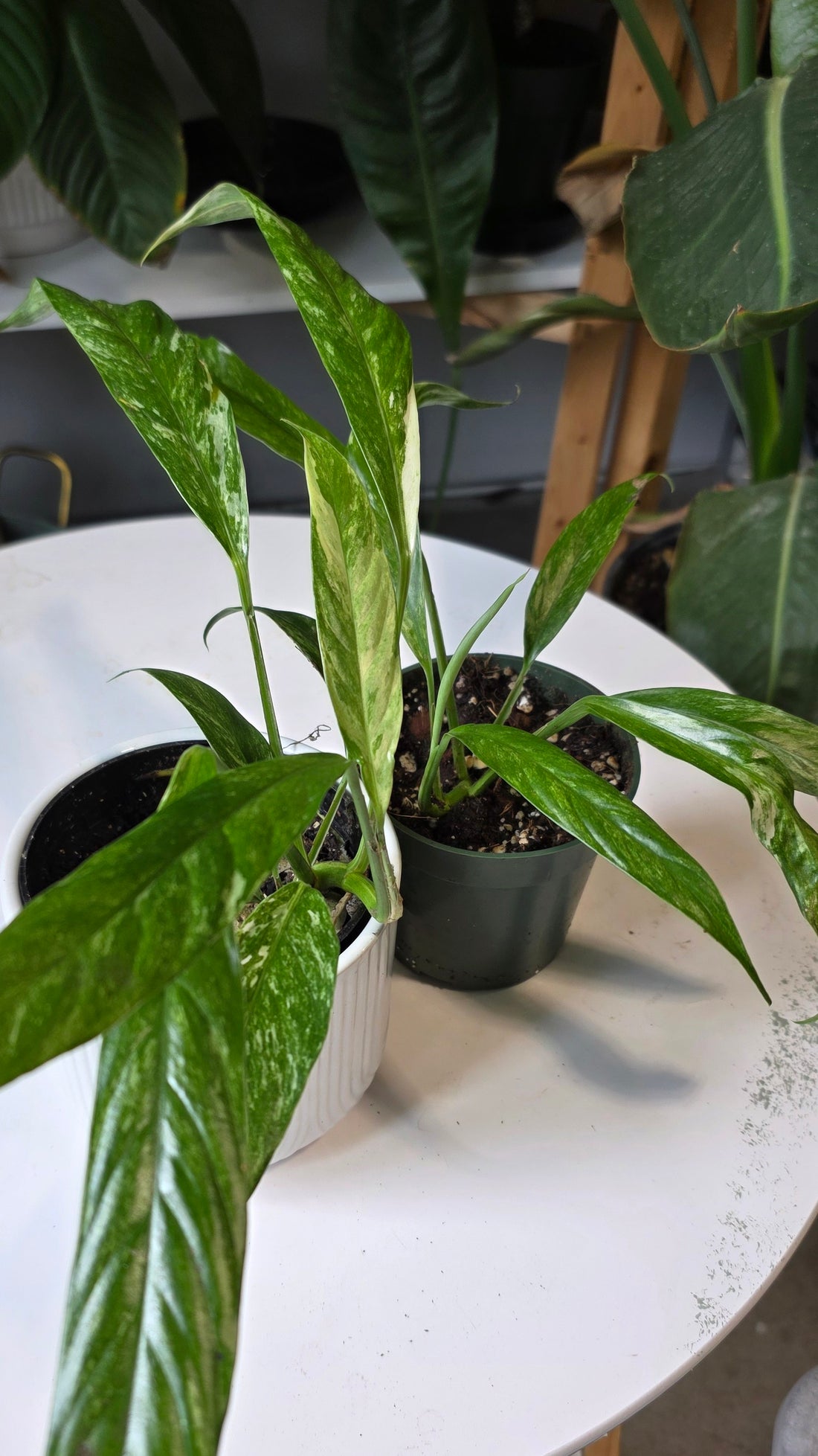 Rhaphidophora megasperma variegated