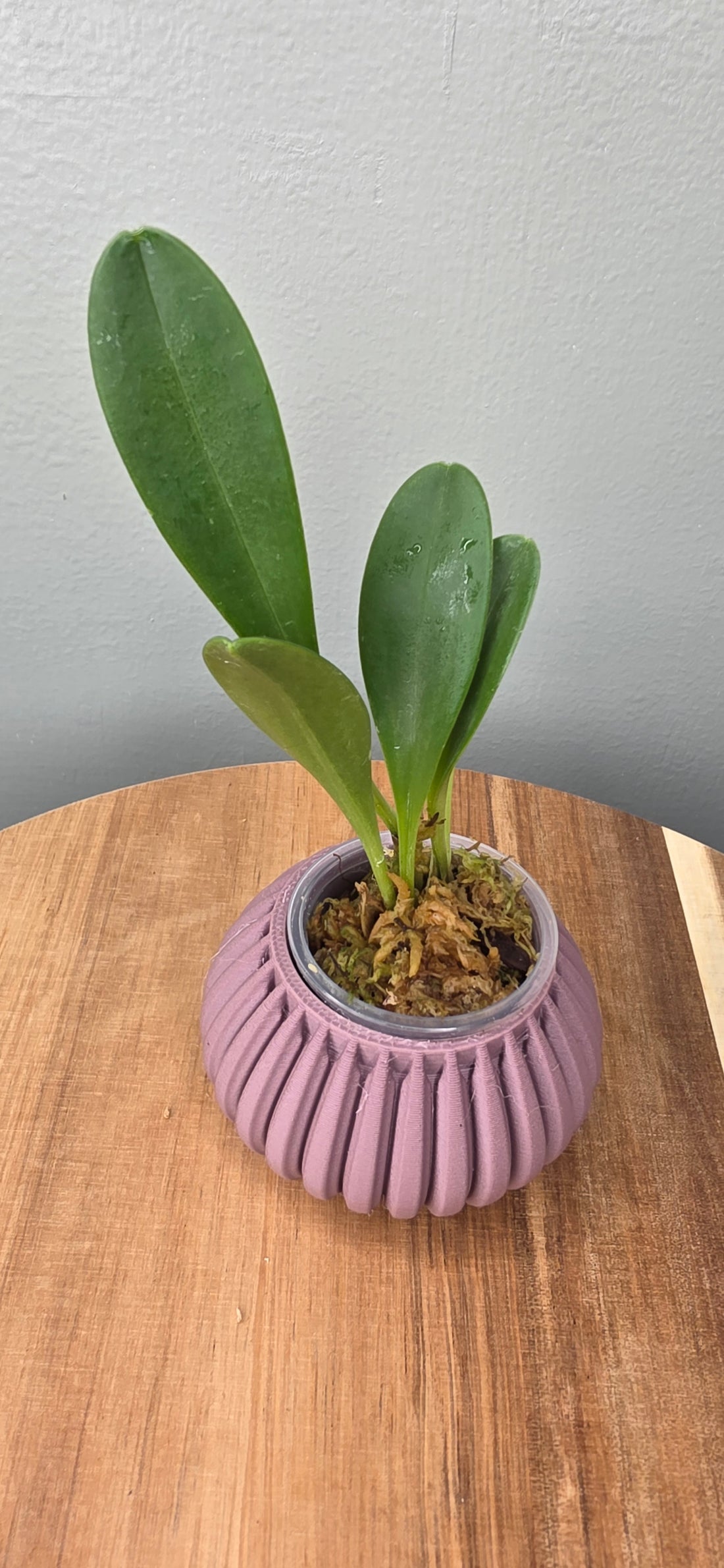 Masdevallia scitula