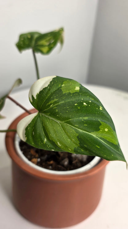 Philodendron Gloriosum Tricolor