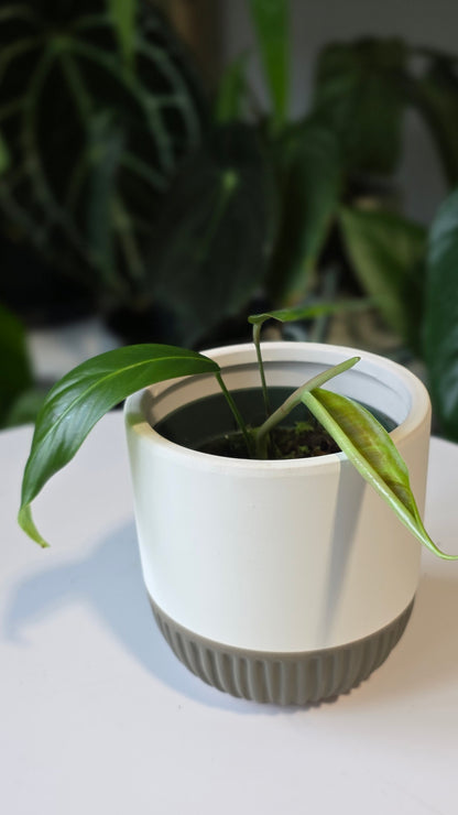 Philodendron heterocraspedon