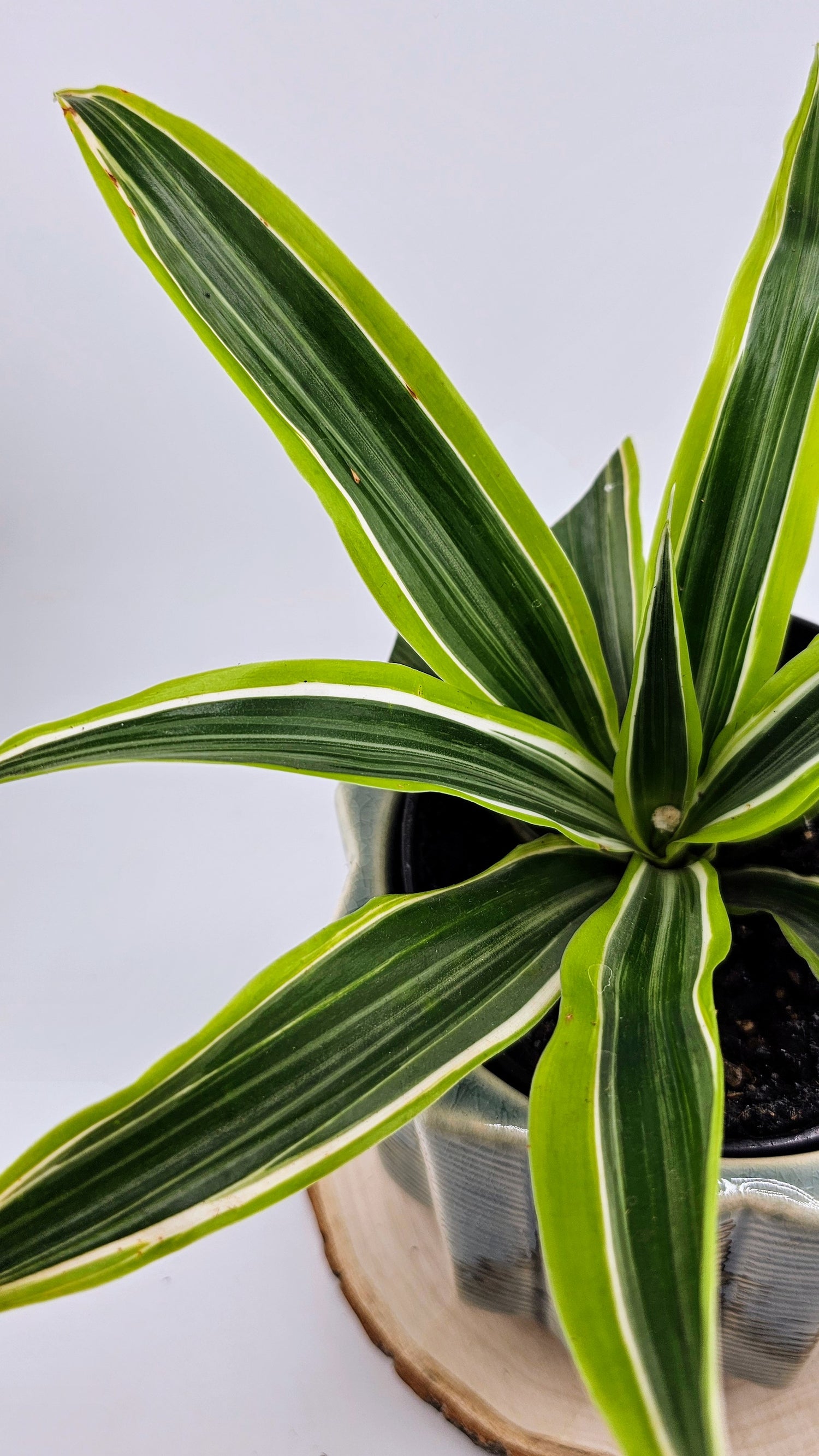 Dracaena Lemon Lime