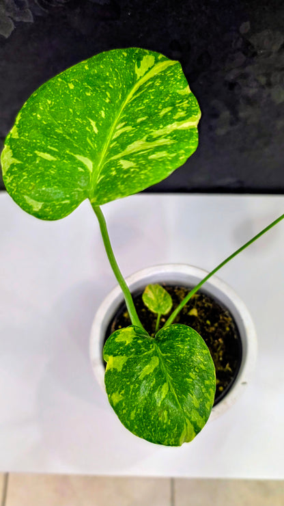 Monstera Electrolyte Variegated B