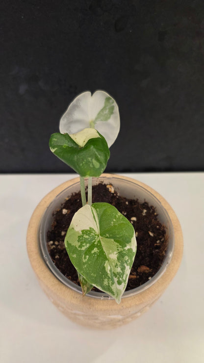 Alocasia Melo Albo H